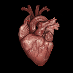 Human Heart Drawing