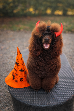 Barbone Media Mole marrone in ambiente esterno, allevamento in provincia di Bologna