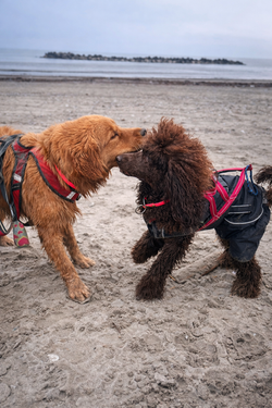 Golden Retriever e Barbone Media Mole durante un momento di gioco