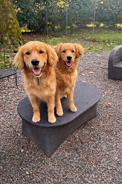 Golden Retriever adulto con giovane esemplare in giardino