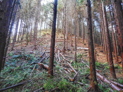 Experimental forest management (thinning)