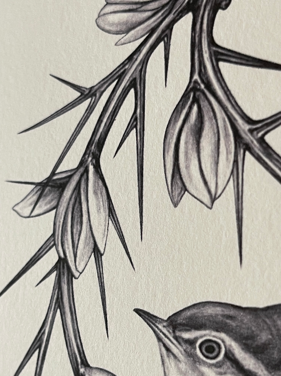 Thumbnail: Wren & Whin