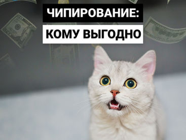 Чипирование домашних животных: кому выгодно