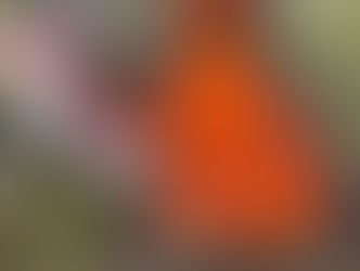 Rotary Club plans Community Flag Retirement Ceremony on Valentine’s