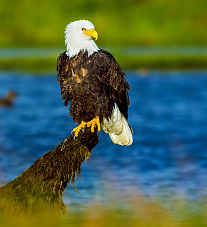 AdobeStock_213123924 (1)_edited.jpg