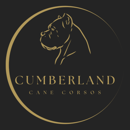 Writer: cumberlandcorsos
