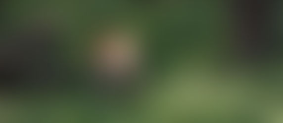 Thrilling Tadoba Tiger Safari!