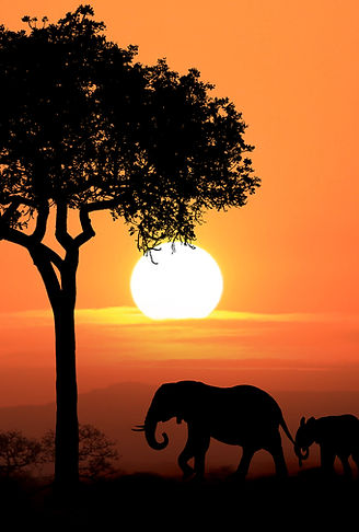 Silhouette of African Elephants at Sunset.jpg
