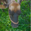 Thumbnail: LEAVING SOON: Fresh Local Organic A2A2 Grassfed Raw Milk