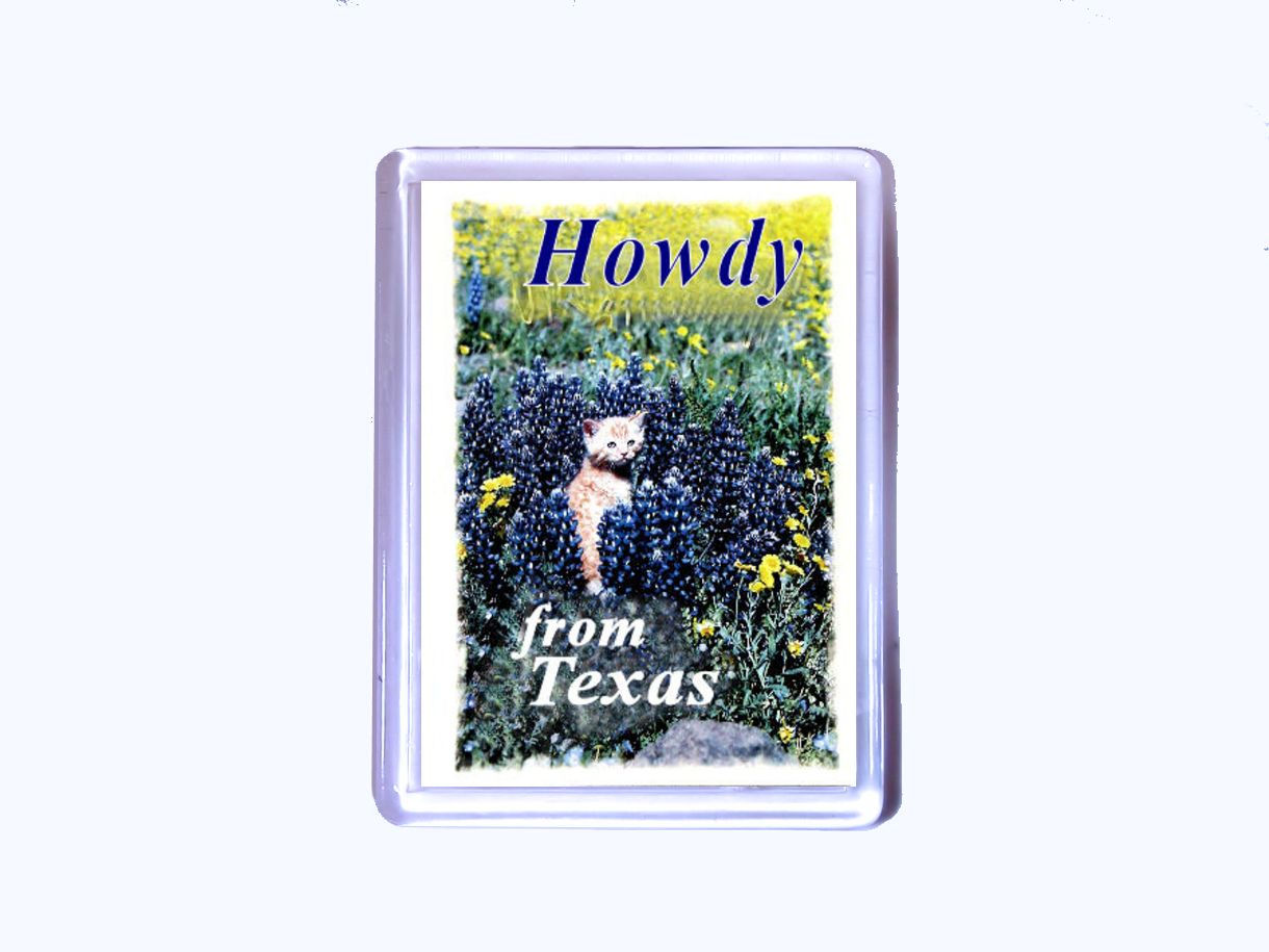 Texas Cat Bluebonnet Photo Magnet