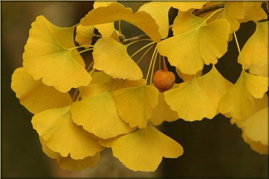 サムネイル： Fairy’s House on a Ginkgo Tree