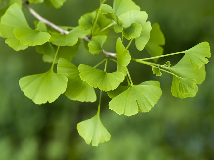 Thumbnail: Fairy’s House on a Ginkgo Tree
