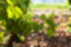 Thumbnail: Cherry Blossom petals