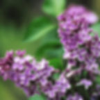 Thumbnail: the Lilac