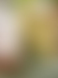 TORTA DI MELE CON CREMA PASTICCERA