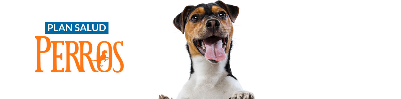perro 1 large.jpg
