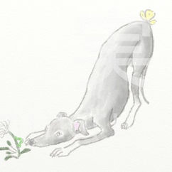 inouenaomi_Italiangreyhound_az.jpg