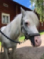 Kesäleiri Hetkitallilla 2-4.6