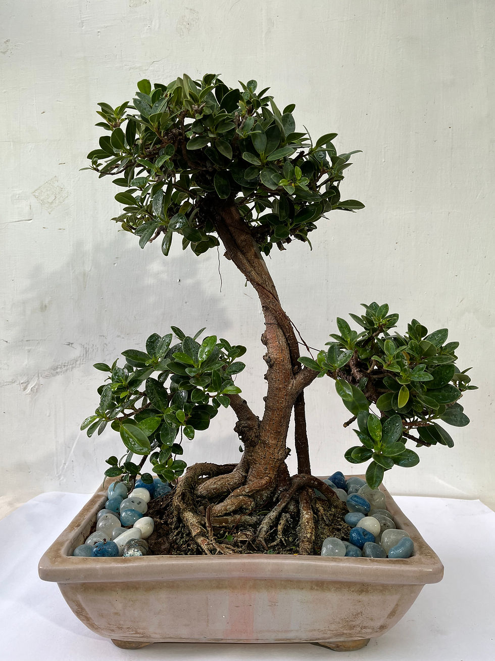 Thumbnail: Small jade topiary