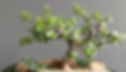 Baby jade bonsai styled as a miniature jade plant topiary in a decorative indoor pot.