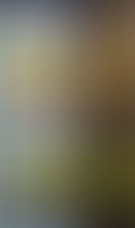 Stylish indoor plants displayed in pots as plant decor ideas for rental homes apartment