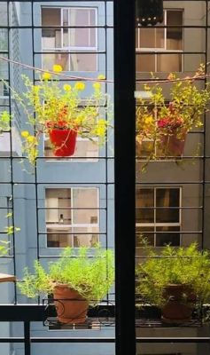 Stylish indoor plants displayed in pots as plant decor ideas for rental homes apartment