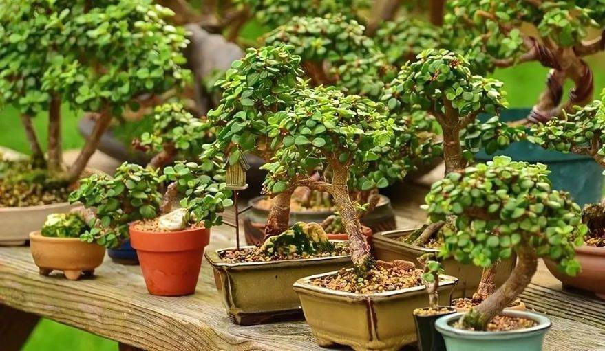 Jade Plant Topiary Ideas: Easy DIY Designs for Your Garden