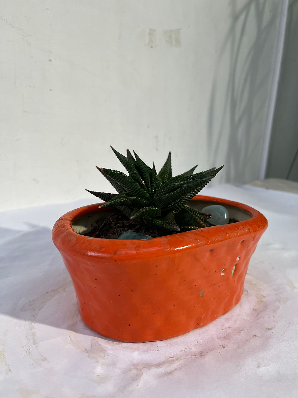 Thumbnail: Small pot Topiary