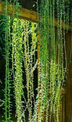 Privacy vine ideas with lush green vines covering a large garden entry door.