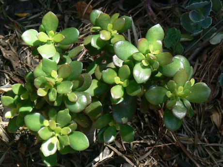 Jade Plant Meaning – Symbolism, prosperity, and care tips for this lucky houseplant.
