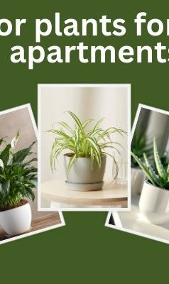 Indoor plants for small apartments: spider plant, aloe vera, money plant, peace lily, snake plant.