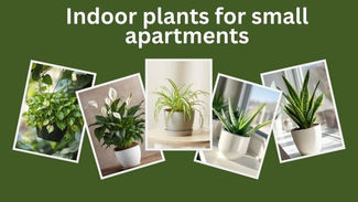 Indoor plants for small apartments: spider plant, aloe vera, money plant, peace lily, snake plant.