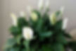 Blooming peace lily plant in bedroom corner to align vastu energy and calm the mind