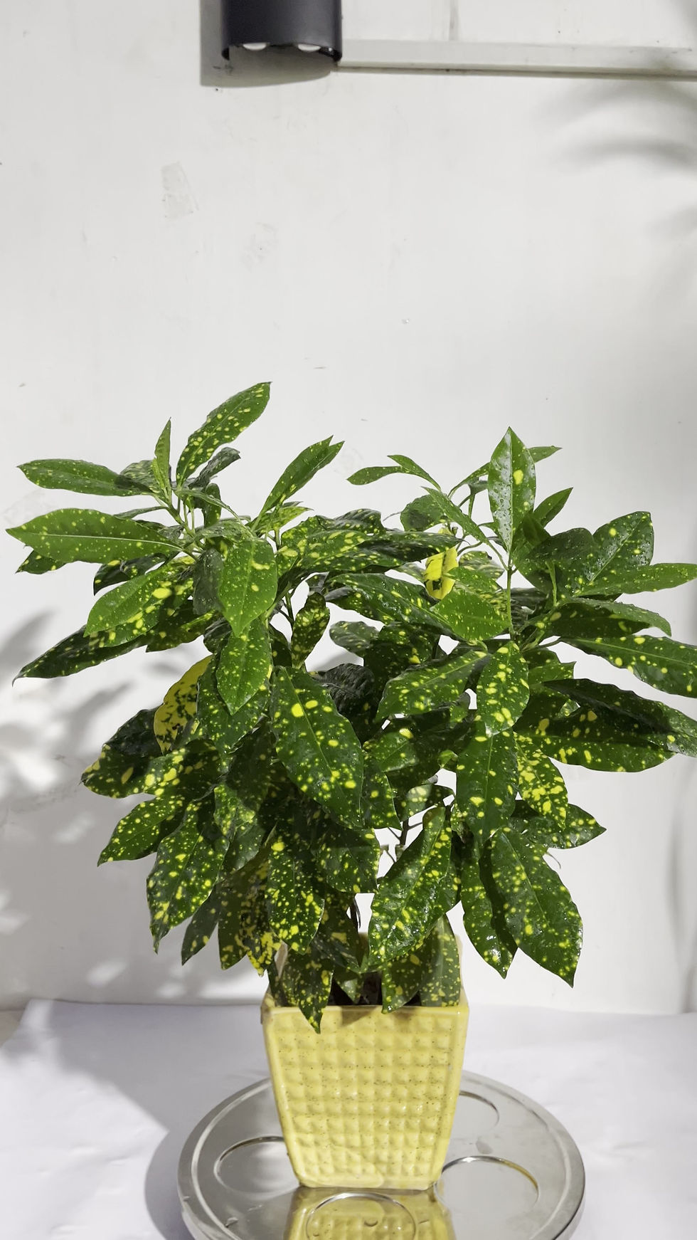 Thumbnail: Live Air Purifier Croton Variegatum Petra Indoor in White Pot
