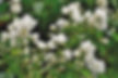 Jasmine plant with white flowers in south-facing balcony, vastu-aligned for love and peace