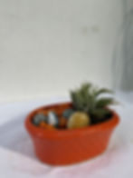 Beautiful Small pot Topiary