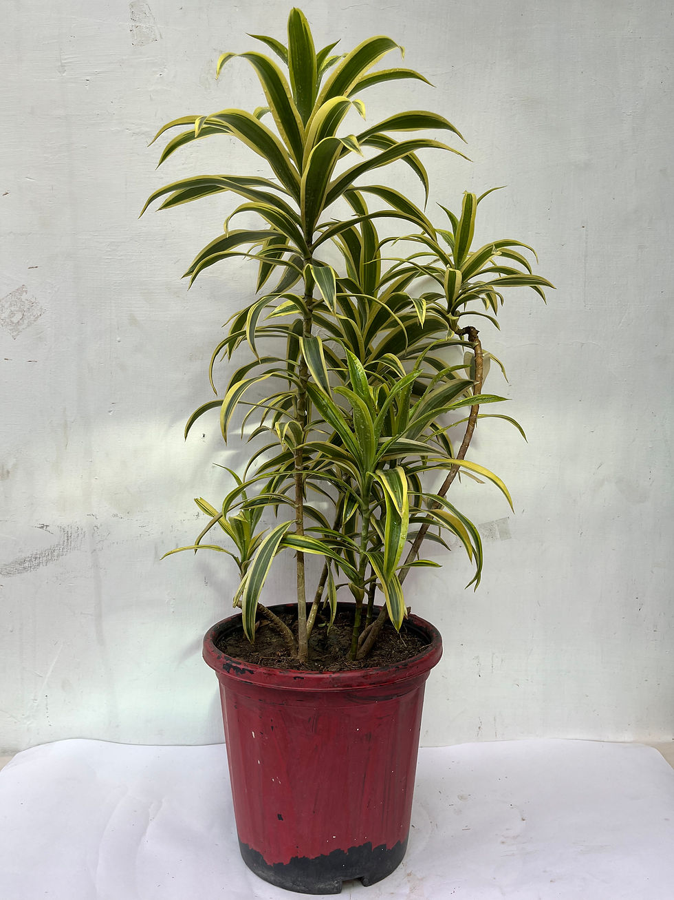 Green and yellow leaves