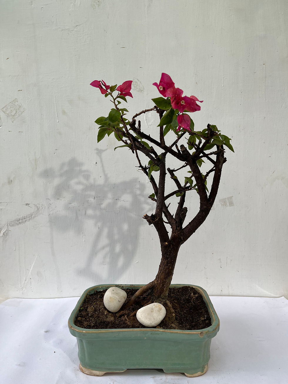 Thumbnail: Cute Small topiary