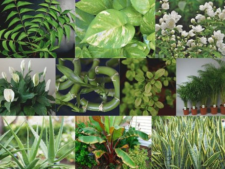 Discover 10 powerful Vastu plants to invite peace, prosperity, and harmony into your home.