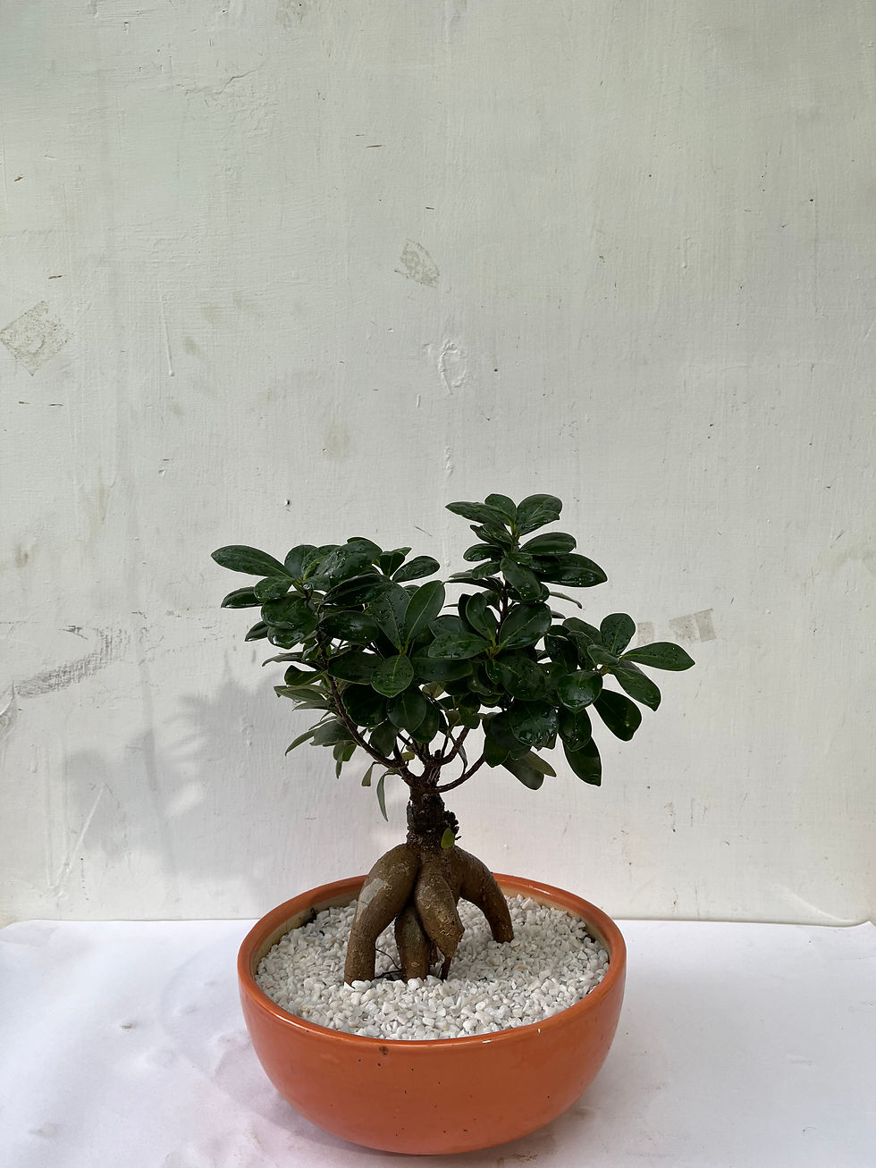 Thumbnail: Cute Small topiary
