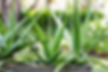 Healthy Aloe Vera plant on a sunny windowsill aligned with vastu plant placement tips