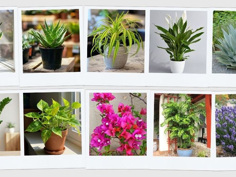 Top 10 low-maintenance plants to grow easily in any garden space.