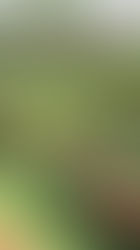 How to Start a Vegetable Garden: A Beginner’s Easy Guide