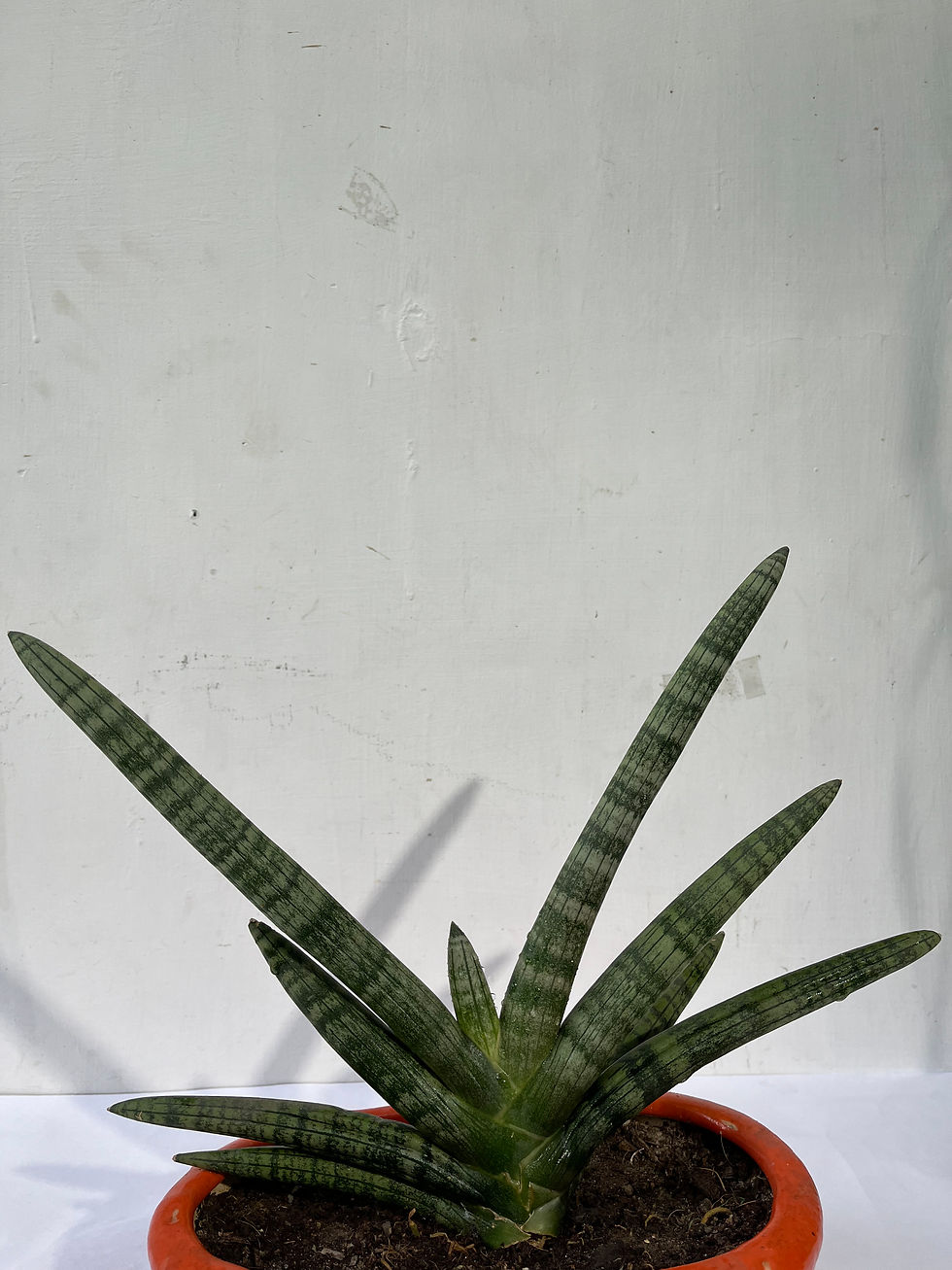 Thumbnail: Beautiful Small pot Topiary