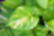 Money plant growing in a glass bottle placed in southeast direction for vastu harmony