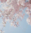 tomoko-uji-eriuKJwcdjI-unsplash_edited_edited.jpg