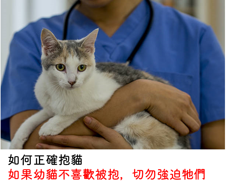正確抱貓姿勢