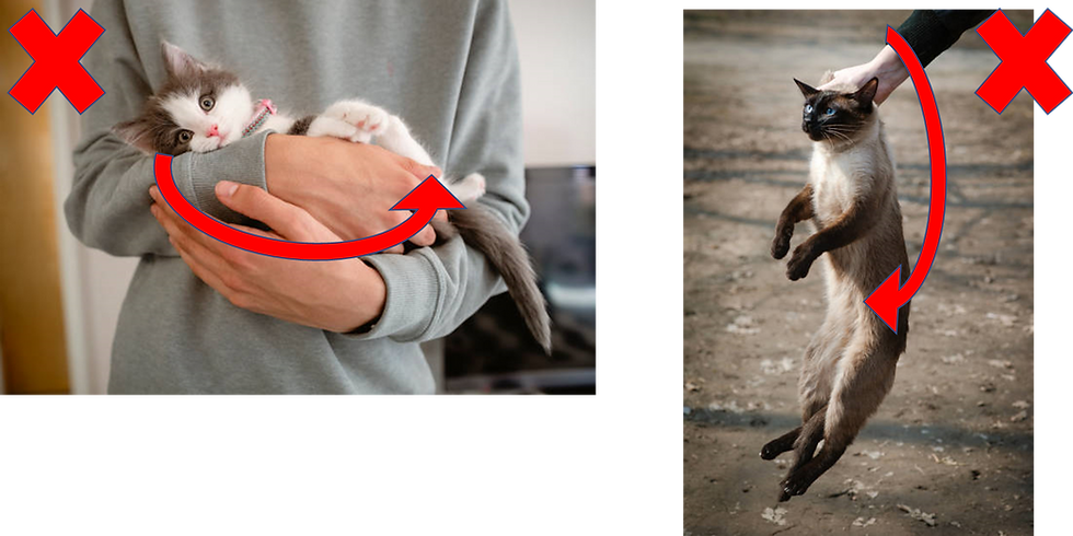 Bad cat posture