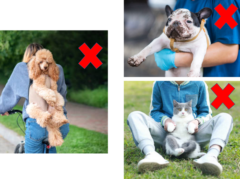 Carry your dog