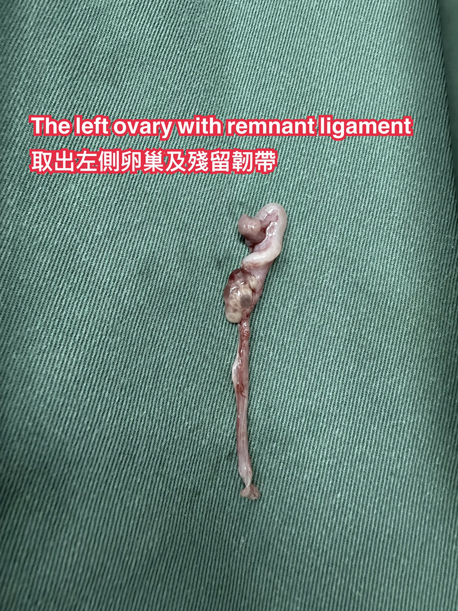 布偶貓常見的先天發育異常 — 單側子宮與腎臟不發育症